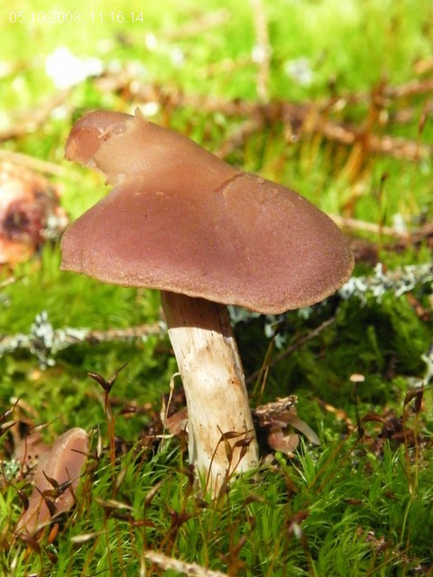 56
